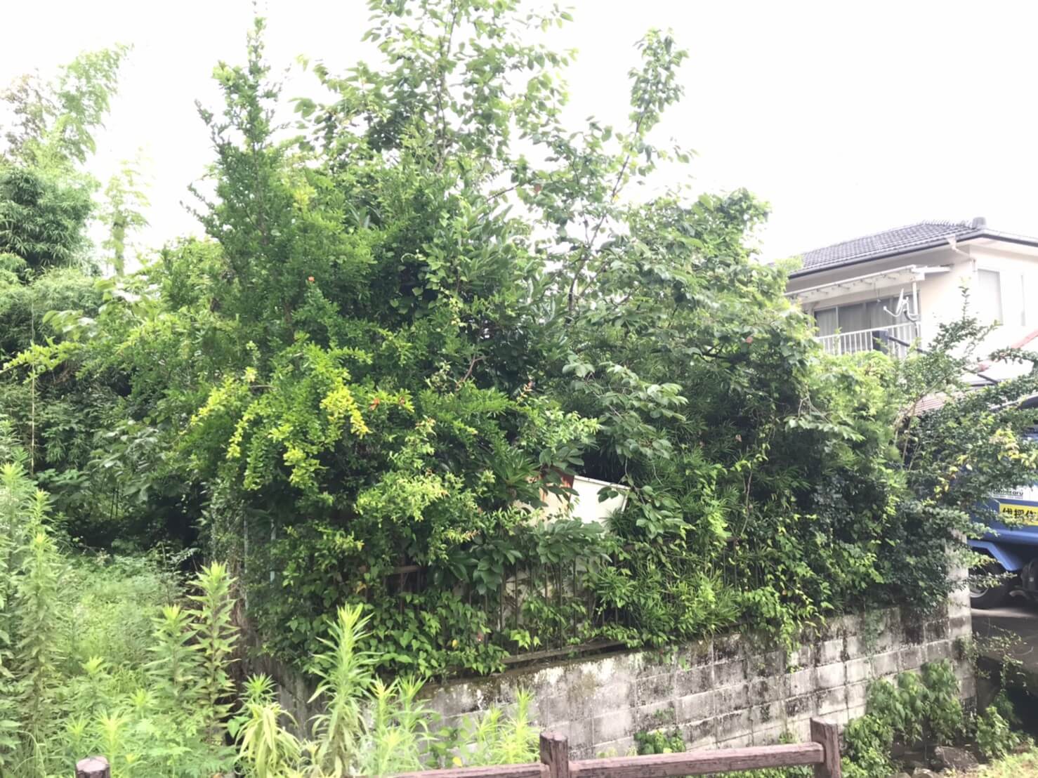 外側から見てもどれだけ枝が伸び放題となっているかがわかります